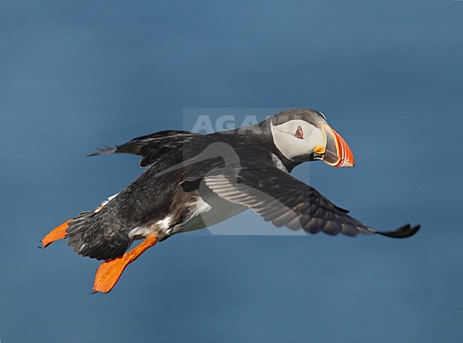 Papegaaiduiker in vlucht, Atlantic Puffin in flight stock-image by Agami/David Hemmings,