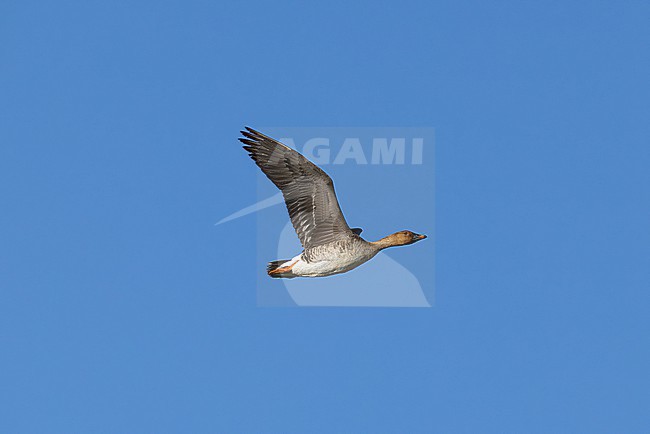 tundra bean goose (anser rossicus) of far eastern subspecies middendorffii in flight on migration, found near Khalk River in eastern Mongolia in Dornod Aimag stock-image by Agami/Mathias Putze,