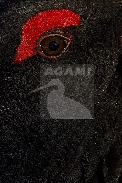 Close-up van oog mannetje Auerhoen, Western Capercaillie close-up eye of a male stock-image by Agami/Markus Varesvuo,