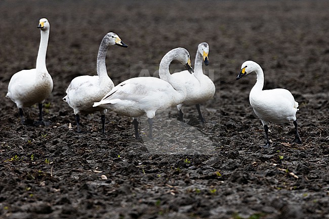 Bewick's Swan (Cygnus bewickii) standing on a barren field in winter in the Netherlands. stock-image by Agami/Menno van Duijn,