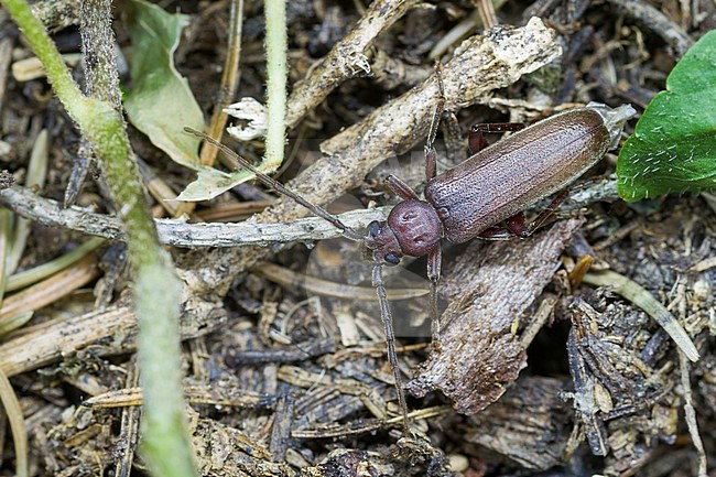 Arhopalus rusticus - Dunkelbrauner Halsgrubenbock, Germany, imago stock-image by Agami/Ralph Martin,