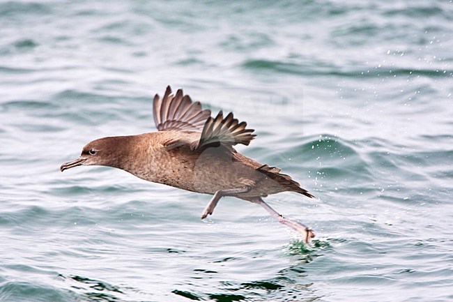 Grauwe Pijlstormvogel in de vlucht; Sooty Shearwater in flight stock-image by Agami/Marc Guyt,