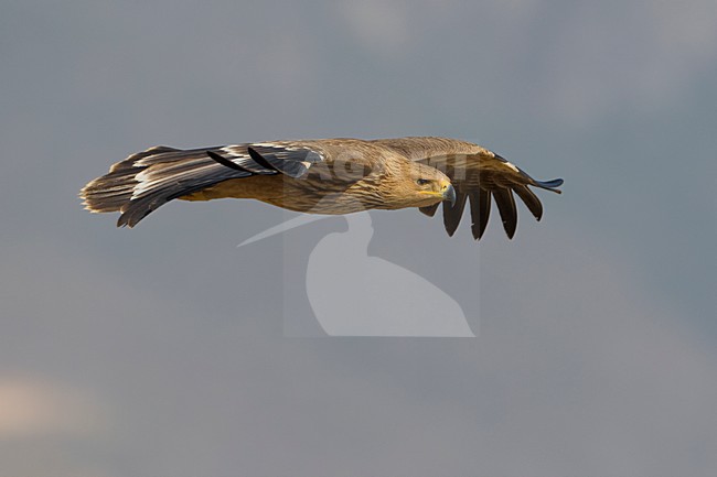 Juveniele Keizerarend in flight; Juvenile Asian Imperial Eagle in flight stock-image by Agami/Daniele Occhiato,