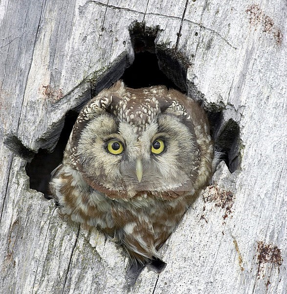 Tengmalm's Owl (Aegolius funereus) peeking out of nesthole in Kuusamo, Finland. stock-image by Agami/Tomi Muukkonen,