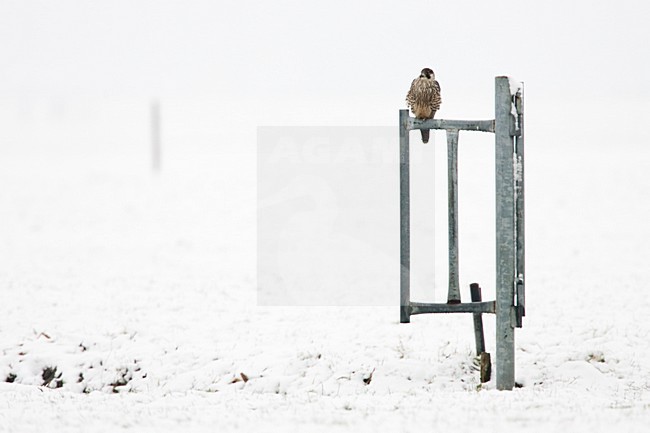 Slechtvalk  zittend op hek; Peregrine Falcon  perched on gate stock-image by Agami/Menno van Duijn,