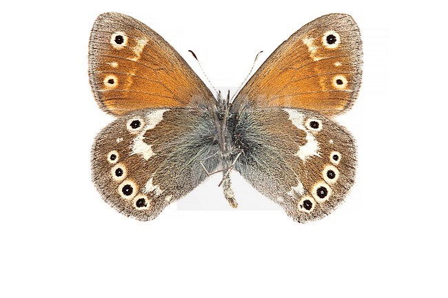Large Heath, Veenhooibeestje, Coenonympha tullia stock-image by Agami/Wil Leurs,