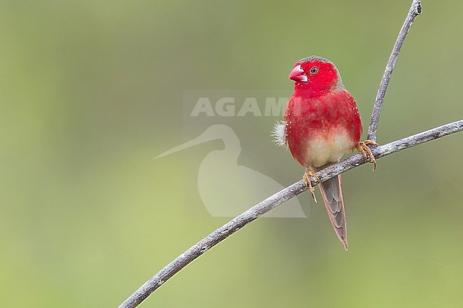 White-bellied Crimson Finch (Neochmia evangelinae) Perched on a branch in Papua New Guinea stock-image by Agami/Dubi Shapiro,