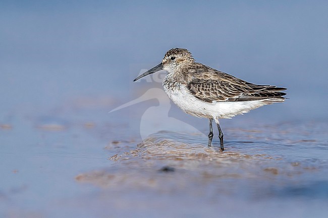 Winter plumage Dunlin (Calidris alpina) sitting on Iwik beach in Banc d'Arguin, Mauritania. stock-image by Agami/Vincent Legrand,