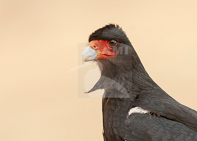 Portrait of a Mountain Caracara (Daptrius megalopterus) in Cusco, Peru, South-America. stock-image by Agami/Steve Sánchez,