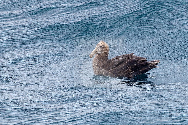 Northern Giant Petrel (Macronectes halli), immature swimming at the sea, Western Cape, South Africa stock-image by Agami/Saverio Gatto,