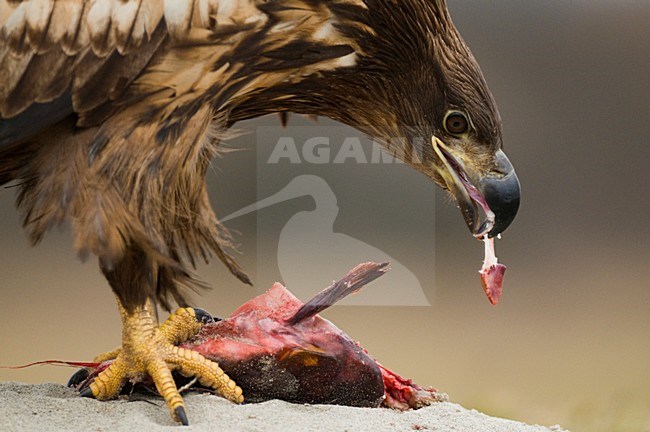 Zeearend prooi etend; White-tailed Eagle eating prey stock-image by Agami/Bence Mate,
