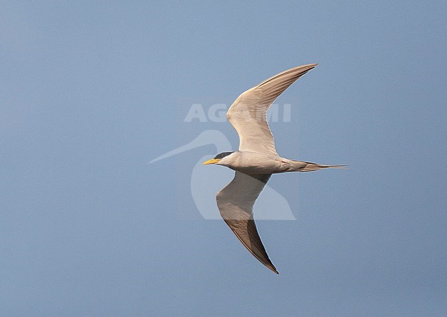 Adult River tern (Sterna aurantia) stock-image by Agami/Marc Guyt,