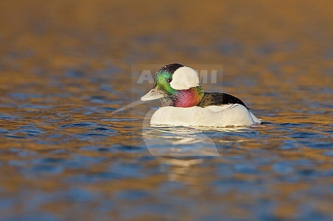 Bufflehead  (Bucephala albeola)  swimming in Victoria, BC, Canada. stock-image by Agami/Glenn Bartley,