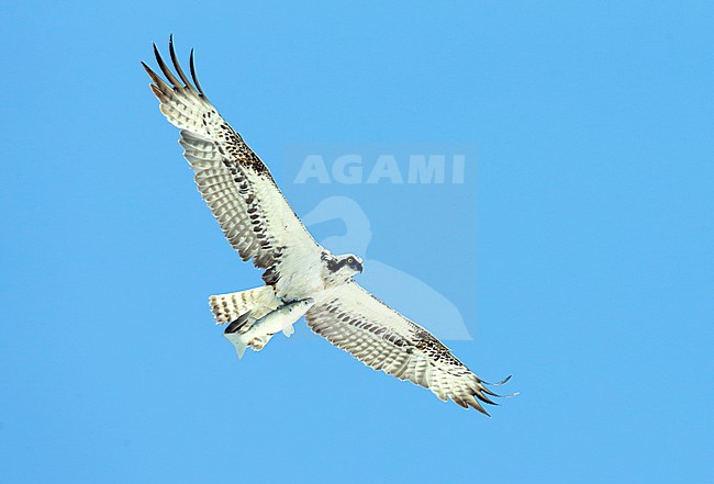 Visarend, Osprey (Pandion haliaetus) stock-image by Agami/Dick Forsman,