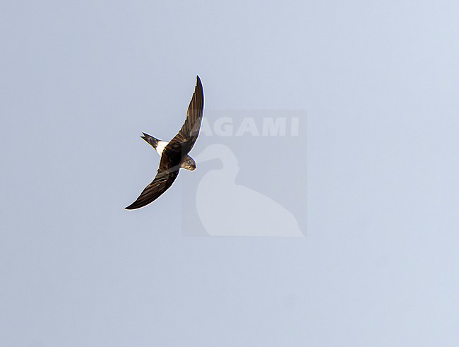 Horus Swift (Apus horus) in Senegal. stock-image by Agami/Dani Lopez-Velasco,