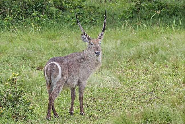 Alert male Waterbuck (Kobus ellipsiprymnus) in South Africa. stock-image by Agami/Pete Morris,