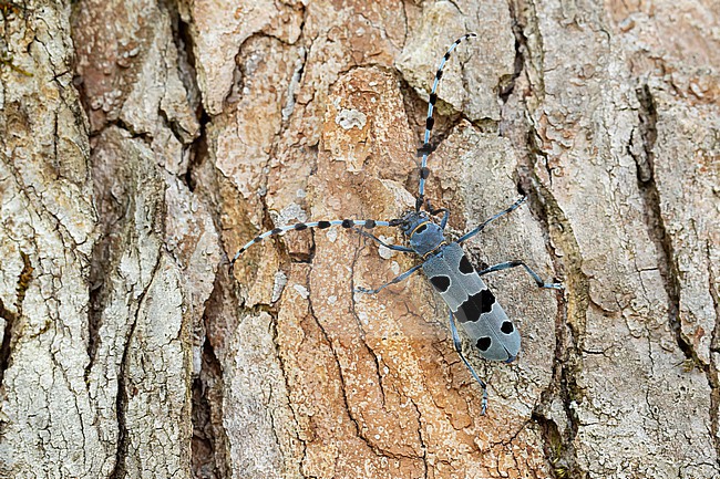 female Alpenboktor, Rosalia longicorn (Rosalia alpina) on a Sycamore tree stock-image by Agami/Mathias Putze,