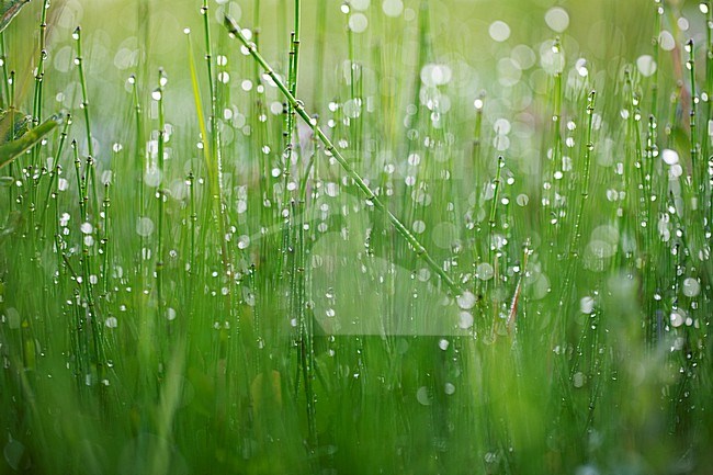 Variegated Horsetail, Equisetum variegatum stock-image by Agami/Wil Leurs,