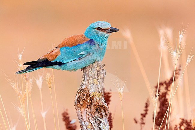 European Roller (Coracias garrulus), side view of an adult male perched on a dead trunk, Campania, Italy stock-image by Agami/Saverio Gatto,