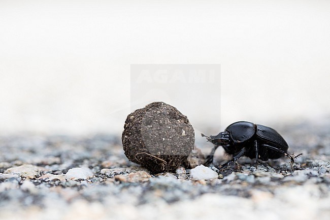 Scarabaeus sacer - Sacred scarab - Heiliger Pillendreher, France (Corsica), imago stock-image by Agami/Ralph Martin,