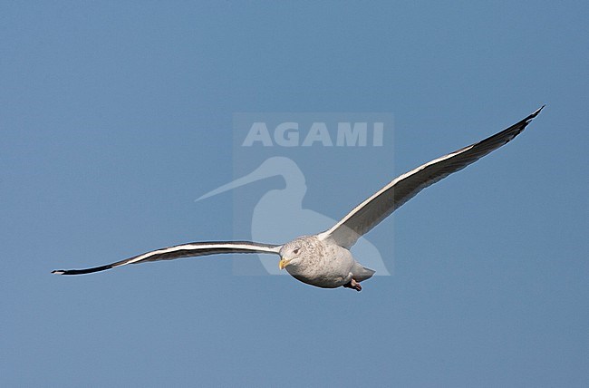 Vega Gull (Larus vegae) wintering along the coast of Japan. stock-image by Agami/Marc Guyt,