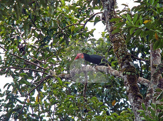 Adult female Writhed Hornbill (Rhabdotorrhinus leucocephalus) perched in canopy of tropical forest on the Philippines. Also known as the Mindanao Wrinkled Hornbill. stock-image by Agami/Pete Morris,
