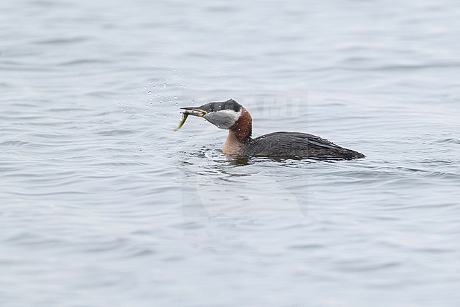 Adult red-necked grebe (Podiceps grisegena) in breeding plumage feeding a three-spined stickleback (Gasterosteus aculeatus) stock-image by Agami/Mathias Putze,