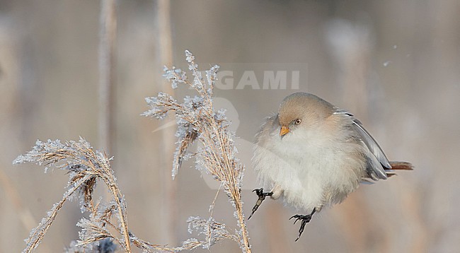 Bearded Reedling (Panurus biarmicus) during winter in reed bed near Espoo in souther Finland. stock-image by Agami/Markus Varesvuo,