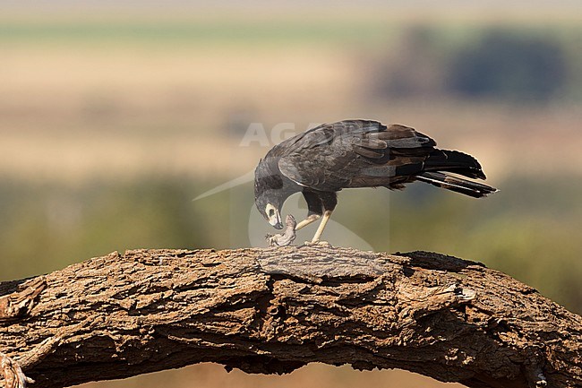 kaalkopkiekendief met prooi; african harrier hawk with prey; stock-image by Agami/Walter Soestbergen,