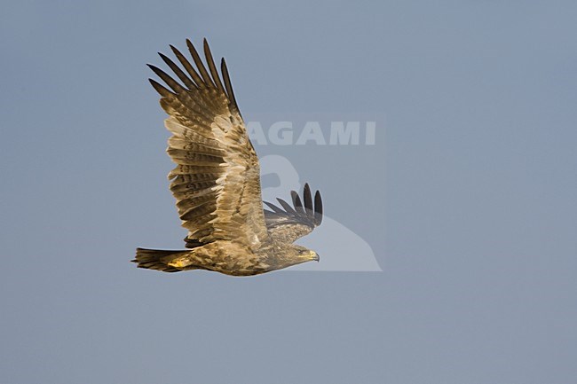  stock-image by Agami/Daniele Occhiato,