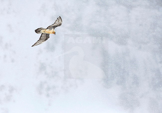 Bearded Vulture (Gypaetus barbatus) gliding in the sky in the high Alps mountains at a snow covered Gemmipass in Switzerland. stock-image by Agami/Chris van Rijswijk,