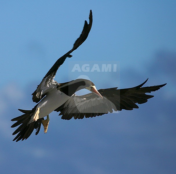 Brown Booby (Sula leucogaster leucogaster) off Ascension island in the mid atlantic ocean. Landing in the colony. stock-image by Agami/Marc Guyt,