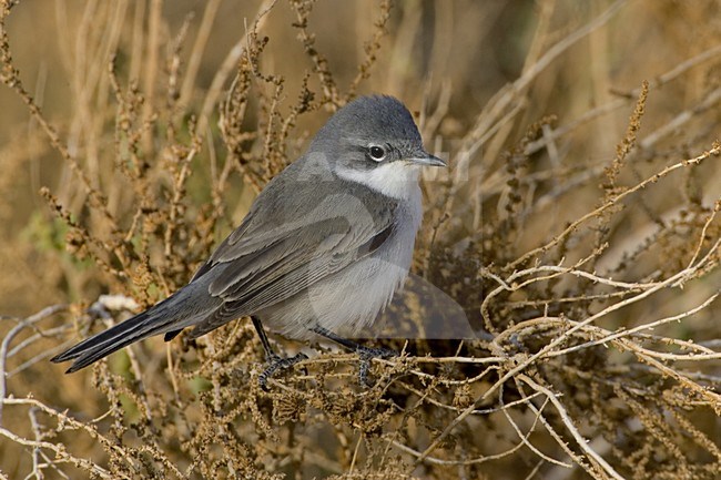 Lesser Whitethroat perched on branch; Braamsluiper zittend op tak stock-image by Agami/Daniele Occhiato,