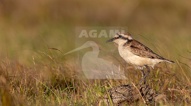 Saint Helena plover (Anarhynchus sanctaehelenae) in Saint Helena island. Locally known as the wirebird. stock-image by Agami/Ian Davies,