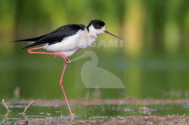 Black-winged Stilt (Himantopus himantopus), side view of an adult male standing on a single leg, Campania, Italy stock-image by Agami/Saverio Gatto,