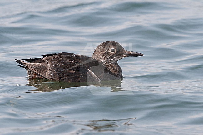 Spectacled Guillemot in post-breeding plumage, swimming in the sea in Hokkaido, Japan. stock-image by Agami/Stuart Price,