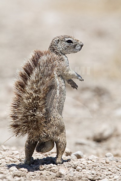Kaapse grondeekhoorn mannetje Namibie, Cape Ground Squirrel male Namibia stock-image by Agami/Wil Leurs,
