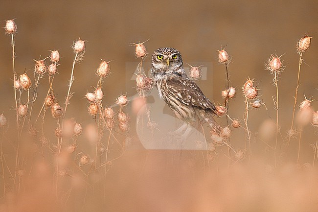 Little Owl (Athene noctua) in Italy. stock-image by Agami/Daniele Occhiato,