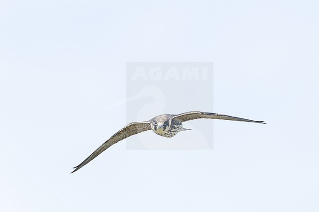  stock-image by Agami/Menno van Duijn,
