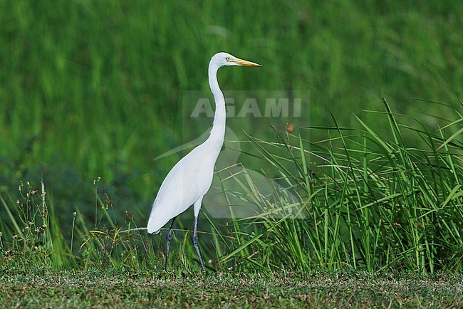 Medium Egret (Ardea intermedia) taken the 18/02/2024 at Singapore. stock-image by Agami/Nicolas Bastide,