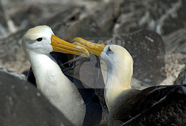 Waved Albatross displaying; GalÃ¡pagosalbatros baltsend stock-image by Agami/Roy de Haas,