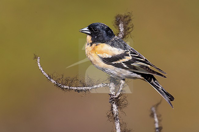 Brambling (Fringilla montifringilla), side view of an adult male perched on a branch, Lapland, Finland stock-image by Agami/Saverio Gatto,