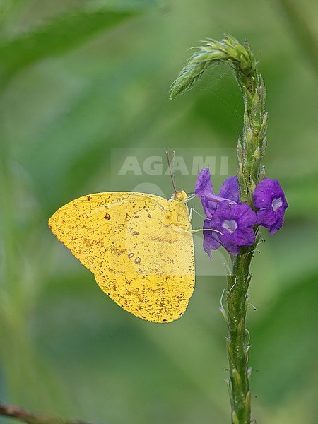Orange Giant Sulphur butterfly (Phoebis agarithe) on a verbena flower at Puerto Asis, Putumayo, Colombia.  This species is found in large parts of north and south America. stock-image by Agami/Tom Friedel,