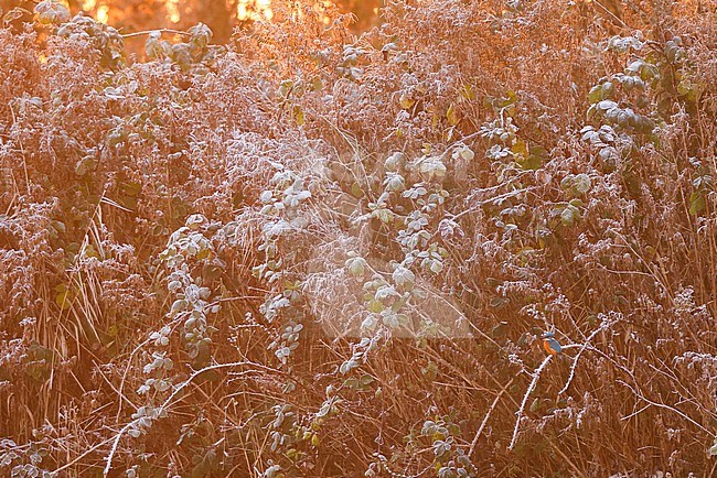 Kingfisher in morning light stock-image by Agami/Chris van Rijswijk,