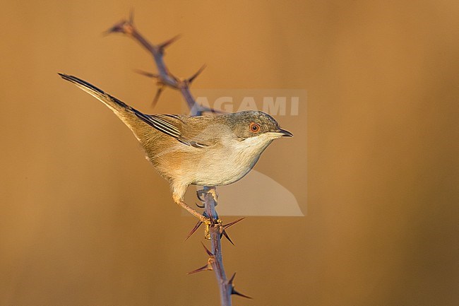 Female (type) Sardinian Warbler, Sylvia melanocephala, in Italy. Perched on a twig. stock-image by Agami/Daniele Occhiato,