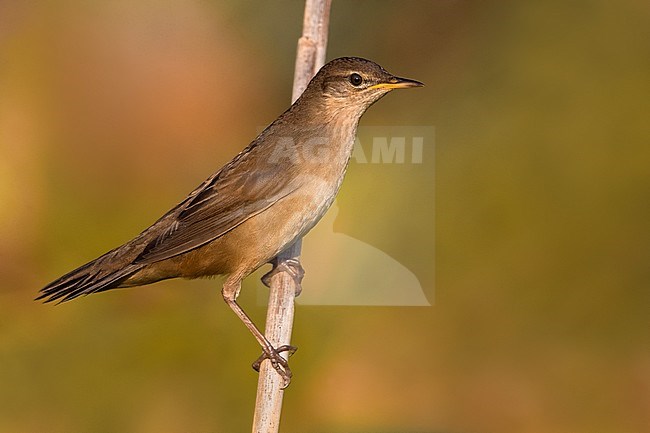 Savi's Warbler (Locustella luscinioides) perched on a reed stem in reedbed in Italy. stock-image by Agami/Daniele Occhiato,