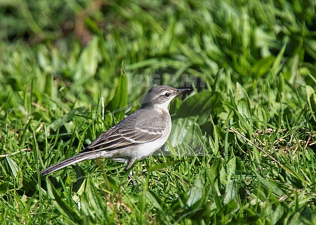 First-winter Eastern Yellow Wagtail (Motacilla tschutschensis) on St Mary's, Isles of Scilly, England during autumn migration. Sound recorded. stock-image by Agami/Steve Gantlett,