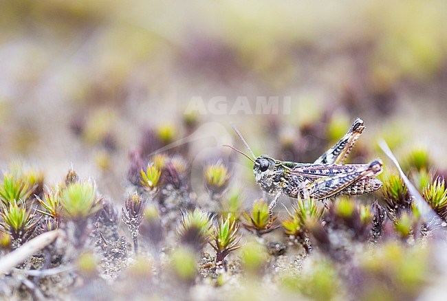 Mottled Grasshopper, Knopsprietje, Myrmeleotettix maculatus stock-image by Agami/Wil Leurs,