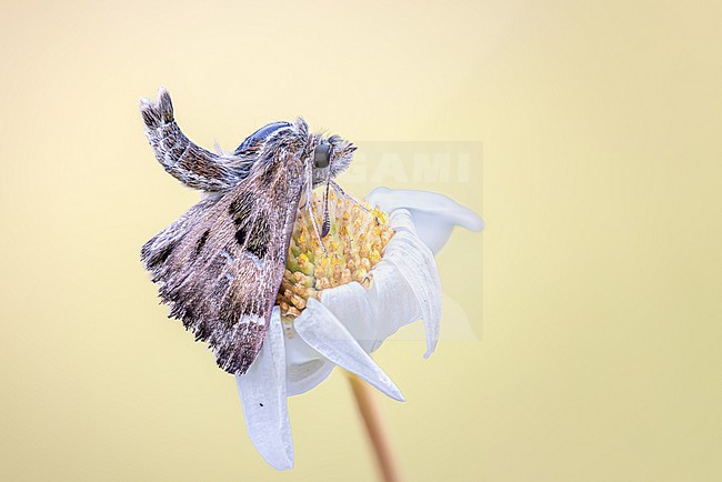 A male Mallow Skipper rests on a Asteraceae, its wings slightly drooping and abdomen raised in a characteristic posture. stock-image by Agami/Onno Wildschut,