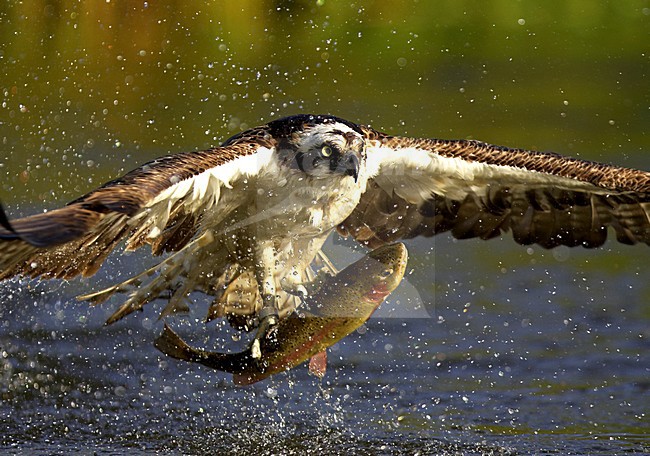 Visarend met vis, Osprey with fish stock-image by Agami/Danny Green,